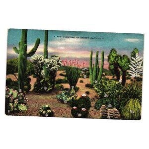 Varieties Of Desert Cacti Vintage E C Kropp Co Postcard USA Illustration Plants